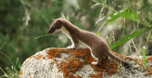 Hermine, chasseur de rongeurs
